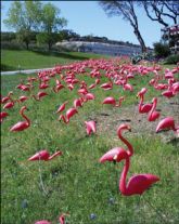 Lawn Flamingo